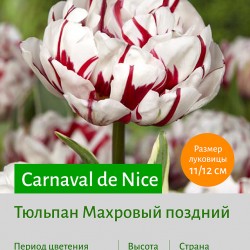 Тюльпан Махровый поздний (double late) Carnaval de Nice